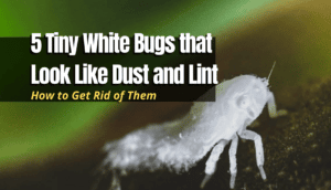 Small White Bugs