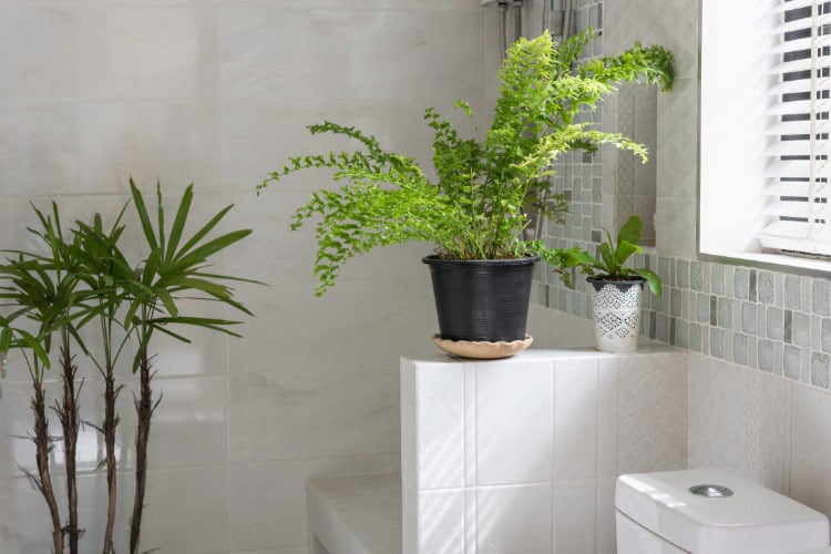 They help to purify the air and create a light, airy feeling
