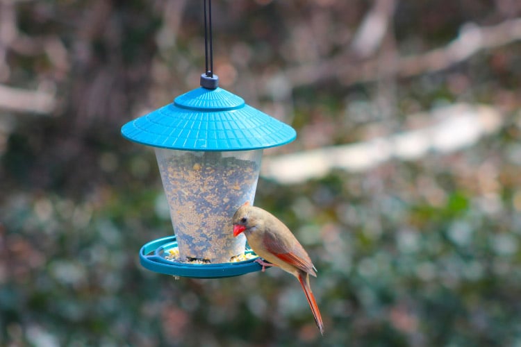 create a welcoming habitat for the feathered friends