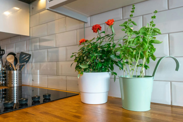 never a bad idea to bring a little greenery into your small kitchen decor ideas