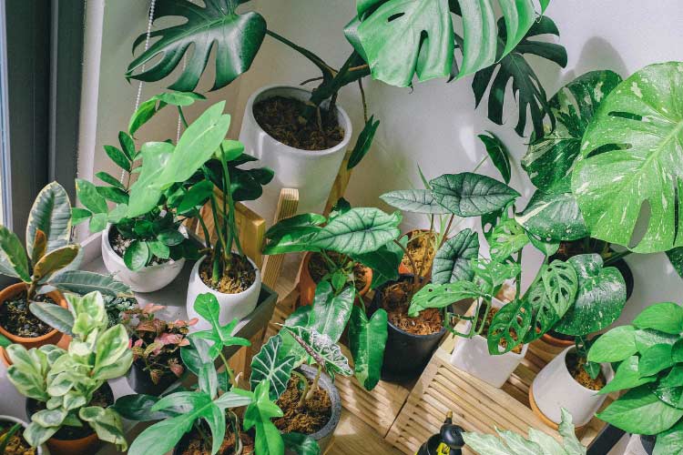 Greenery instantly livens up a space