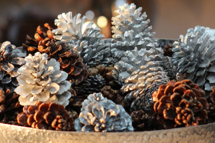 Pinecones are natures free Christmas decorations
