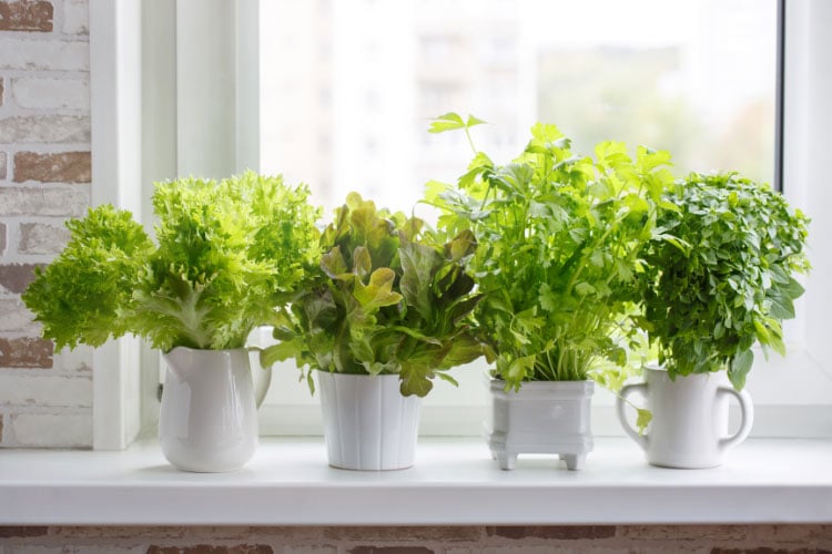 herbs can bring beauty and flavorful aromas to your small kitchen