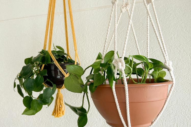 Hanging plants bring the beauty of nature into the room without using the large amounts of space